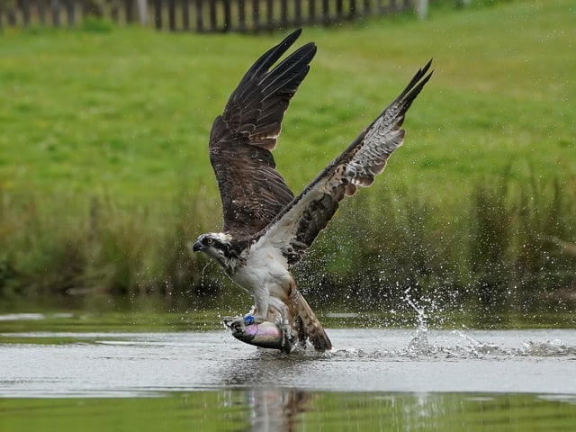 These incredible images capture the moment an osprey makes a successful catch in Aviemore, Scottish Highlands. A sharp eyed photographer captured the moment an osprey rises from the water clutching its next meal. Alan Wemyss, 55, snapped the majestic bird soaring over the water before it dipped its talons in and grabbed a fish. The osprey's huge wingspan and piercing yellow eyes can be seen in the dramatic shots as it carries off the catch. Alan, a joiner, took the pictures in Aviemore, Scottish Highlands and said the birds began fishing as the sun came up.