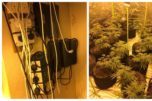 Cannabis plants and the hazardous electrical set-up at a second drugs farm uncovered by police in Rotherham (pic: @CopMoustache)