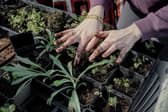 South Yorkshire Green Social Prescribing Grants Programme has been launched to support people in eng