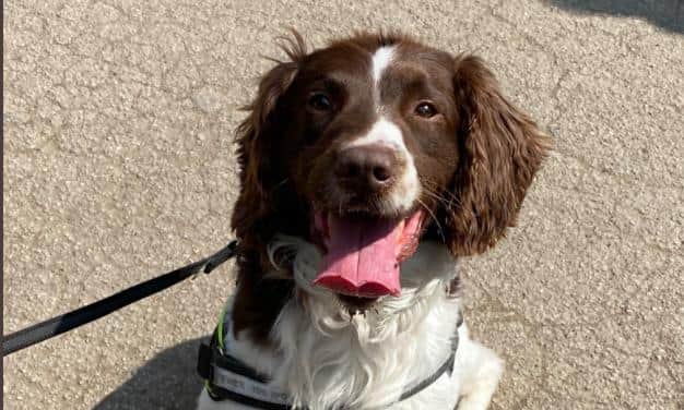 A drug dog was used in an operation in Sheffield city centre yesterday