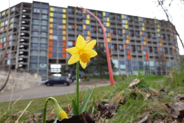 Daffodil at Park Hill by Rod Ismay