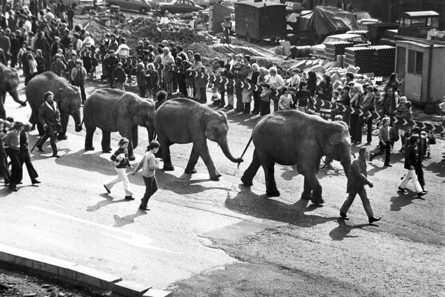 Elephants in the Circus parade in Sheffield city centre, April 21, 1974