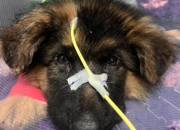 Moose, a 12-week-old puppy is fighting for his life after contracting parvovirus. Helping Yorkshire Poundies has issued an urgent appeal for donations to help cover his vet bills