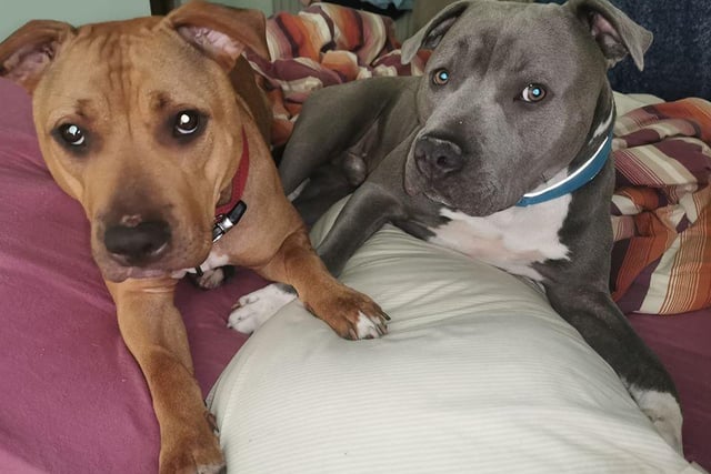 Shanie Greenwood said her dogs Lilo and Stitch have been enjoying lazy mornings while she still gets ready for work.
