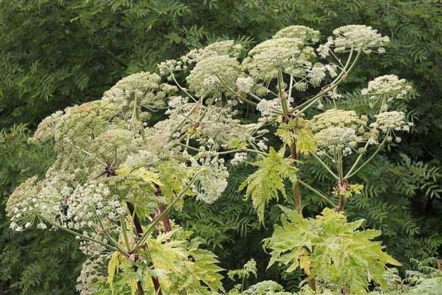 Giant Hogweed can be found in Sheffield