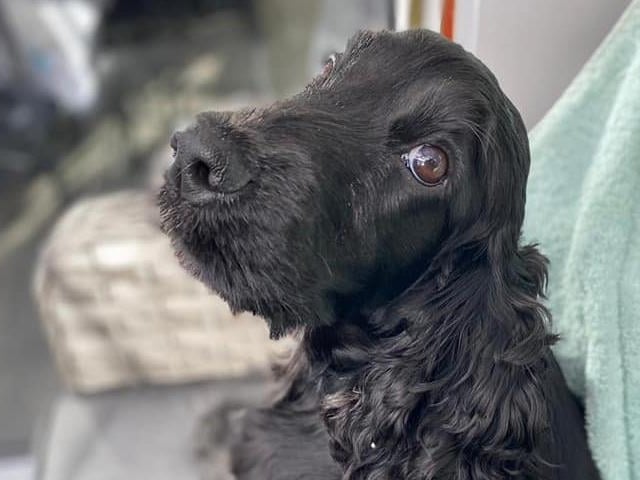 Siobhan Logan's family welcomed 13-month-old Daisy, the cocker spaniel, into their home over the past year and she has made them laugh every day. "We absolutley adore her," Siobhan said.