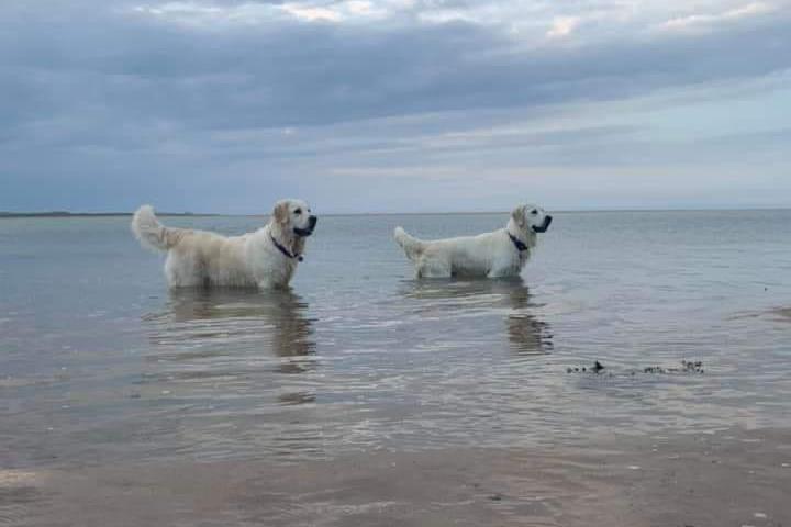 Tala and Brynny at Budle Bay.