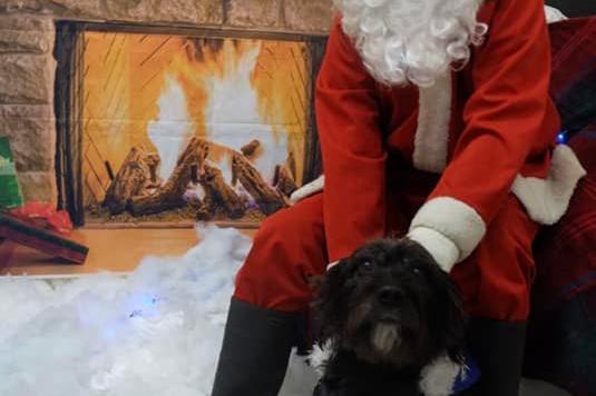 Katie Roberts sent in this picture of Ozzie, who is 12 years old this week so we went to visit Santa Paws in Nottingham for his birthday treat.