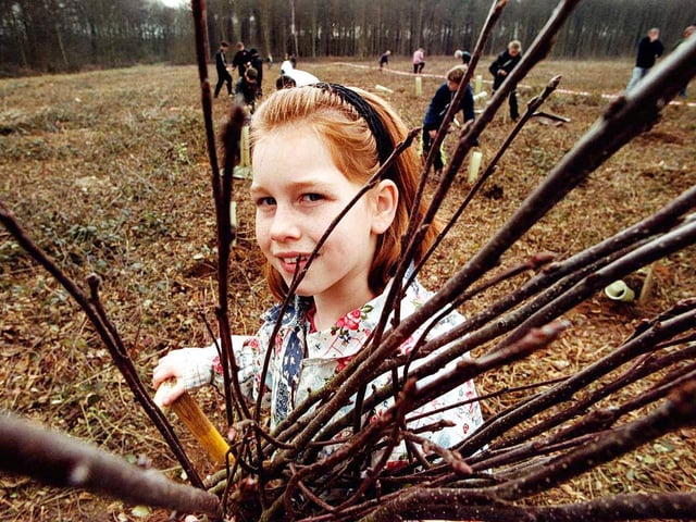 10-year old Junior Ranger, Katie Varga of Wheatley nr.  Doncaster, prepared to join collegues during the planting of 1800 trees at Melton Woods.