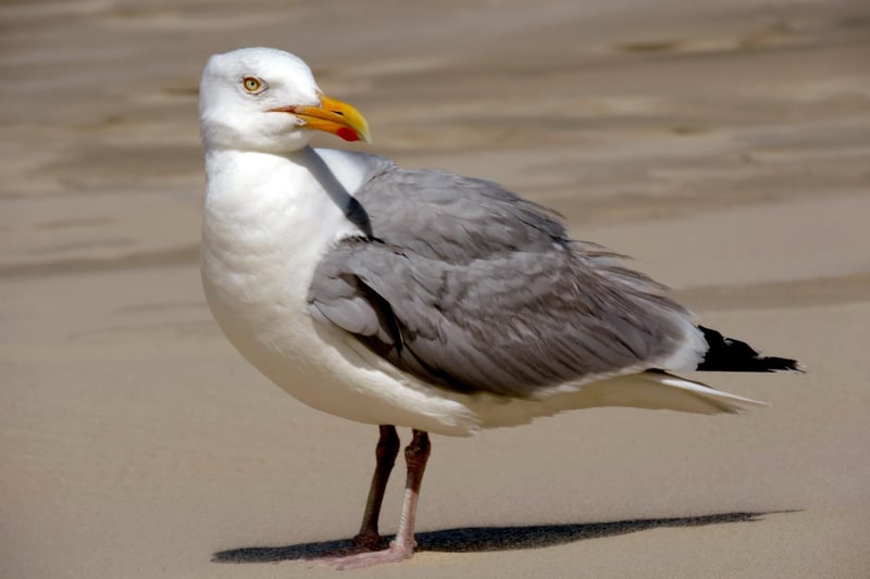 Peckish for a pasty while out in King Street? Keep that bad lad in the bag and head for home, lest a gull pinch it!