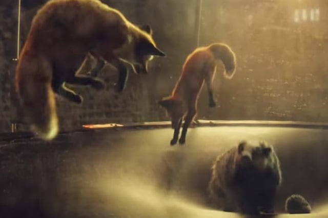 Set to Randy Crawford’s “One Day I’ll Fly Away”, performed by electronic trio Vaults, this advert shows Buster the Boxer getting his dream of bouncing on a trampoline, after seeing a range of wildlife doing so the night before.