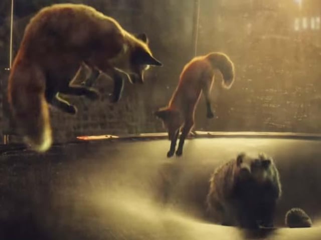 Set to Randy Crawford’s “One Day I’ll Fly Away”, performed by electronic trio Vaults, this advert shows Buster the Boxer getting his dream of bouncing on a trampoline, after seeing a range of wildlife doing so the night before.