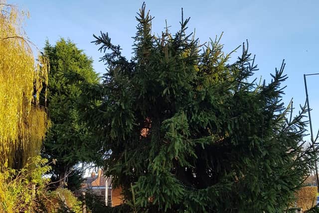 A star was allegedly stolen from this community Christmas tree in Beighton.
