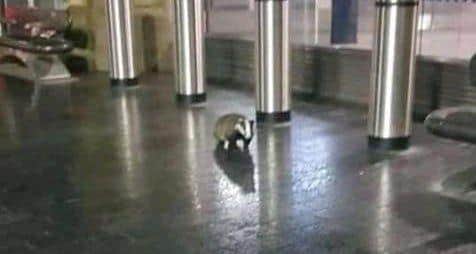 A badger was photographed at Sheffield Station.
