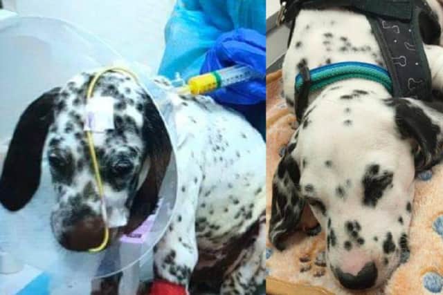 Cody Jones says puppies Major and Dexter started displaying parvovirus symptoms shortly after being bought from the Barnsley-based dog breeder Romany Road Dalmatians