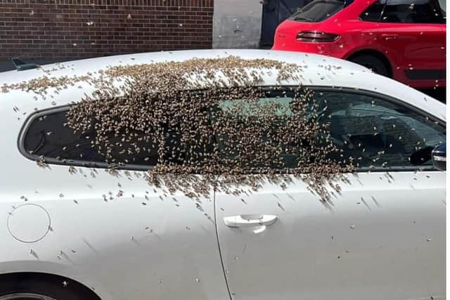 Alex Kelsey told The Star he was "quite confused" what to do after he found several hundred bees swarming over his Volkswagen in Glossop Road.