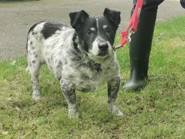 Sweet little Ronnie is looking for his retirement home. Being an older dog, he enjoys short gentle walks, followed by naps on the sofa.