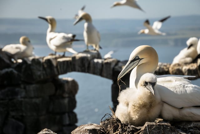 With so many birds, a first visit to the Bass is so overwhelming it’s hard to know where to look! I just sat down and watched the intimacy of this brooding gannet and chick preening and playing with the nest." Danni Thompson, Larbert