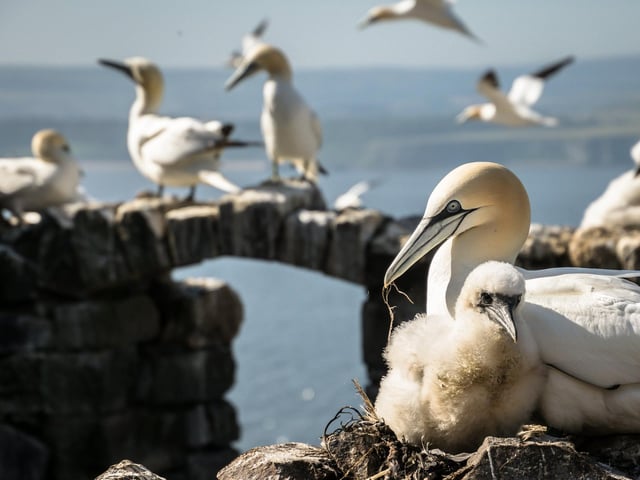 With so many birds, a first visit to the Bass is so overwhelming it’s hard to know where to look! I just sat down and watched the intimacy of this brooding gannet and chick preening and playing with the nest." Danni Thompson, Larbert