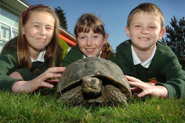 No wonder they were smiling. Pupils from Broadway Junior School were overjoyed at the return of the school's tortoise in 2012. Remember this?