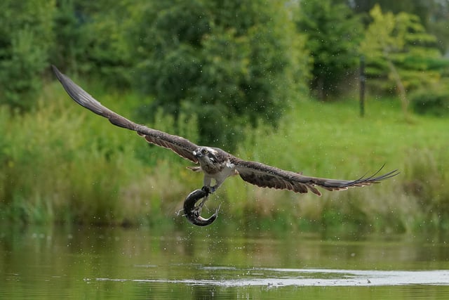 These incredible images capture the moment an osprey makes a successful catch in Aviemore, Scottish Highlands.  A sharp eyed photographer captured the moment an osprey rises from the water clutching its next meal.  Alan Wemyss, 55, snapped the majestic bird soaring over the water before it dipped its talons in and grabbed a fish.  The osprey's huge wingspan and piercing yellow eyes can be seen in the dramatic shots as it carries off the catch. Alan, a joiner, took the pictures in Aviemore, Scottish Highlands and said the birds began fishing as the sun came up.