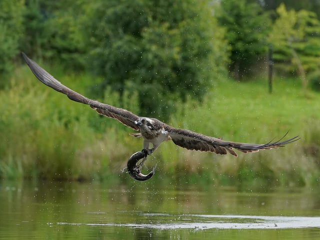 These incredible images capture the moment an osprey makes a successful catch in Aviemore, Scottish Highlands. A sharp eyed photographer captured the moment an osprey rises from the water clutching its next meal. Alan Wemyss, 55, snapped the majestic bird soaring over the water before it dipped its talons in and grabbed a fish. The osprey's huge wingspan and piercing yellow eyes can be seen in the dramatic shots as it carries off the catch. Alan, a joiner, took the pictures in Aviemore, Scottish Highlands and said the birds began fishing as the sun came up.