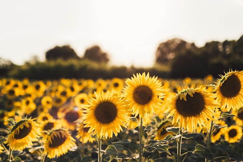 Sunflowers are one of the best floral gifts for any Leo. Not only are they in the peak of their season during this zodiac month they are also bold, confident and demand the attention just as Leo’s themselves do.