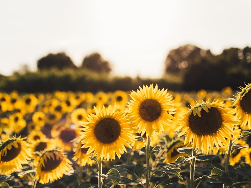 Sunflowers are one of the best floral gifts for any Leo. Not only are they in the peak of their season during this zodiac month they are also bold, confident and demand the attention just as Leo’s themselves do.