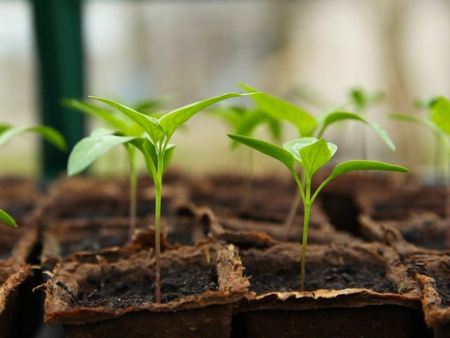 It is set to be warm this weekend so why not work on your garden. Dalestorth Garden Centre, Sutton, is open.
