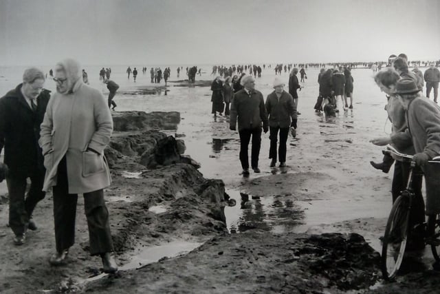 The submerged forest at Seaton Carew always attracts a big crowd when it makes one of its rare appearances.