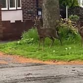 Officers from the Sheffield City Centre Neighbourhood Policing Team spotted the deer on Norton Lane, Norton. Still taken from the video posted by the Sheffield City Centre Neighbourhood Policing Team