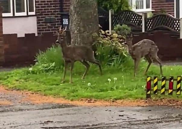 Officers from the Sheffield City Centre Neighbourhood Policing Team spotted the deer on Norton Lane, Norton. Still taken from the video posted by the Sheffield City Centre Neighbourhood Policing Team