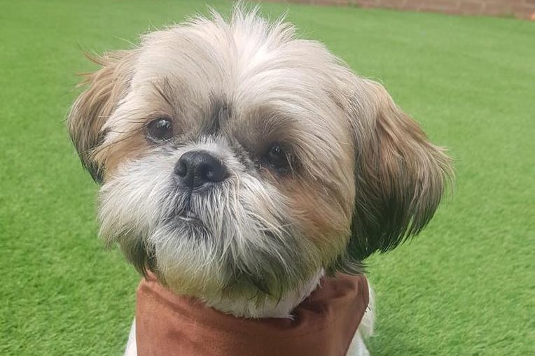 Violet is a four-year-old Shih Tzu with a history of fear aggression and will need a very understanding home to help with her behaviour. 
She is best suited to a household with ideally one person, who can provide a very routine environment for her, as in her previous home she struggled to bond with multiple people. 
She is good with other dogs but best suited to be the only pet in the home.