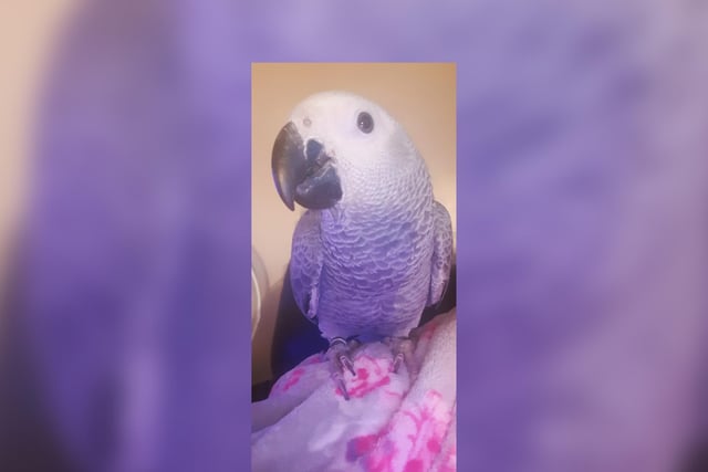 Linda Davison says this is "our gorgeous baby African grey parrot, age four months month old."
