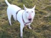 Woman seriously injured in dog attack in own home by English Bull Terrier advertised for free online