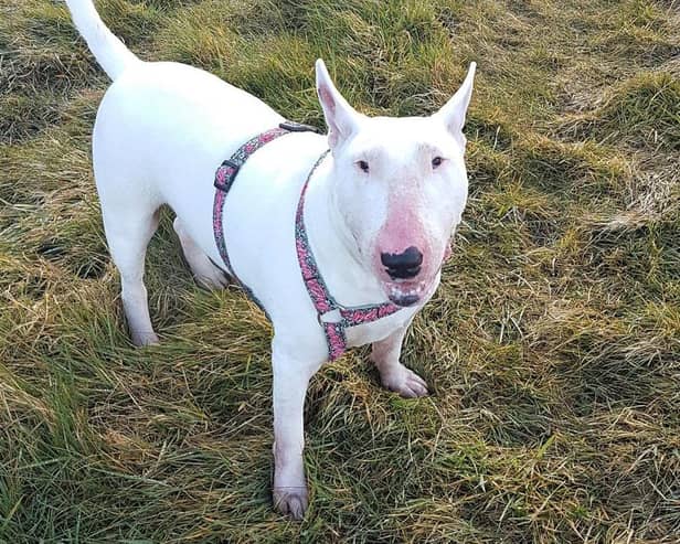 File photo. A woman in Doncaster was injured in her own home by an English Bull Terrier she took in after seeing it advertised for free online