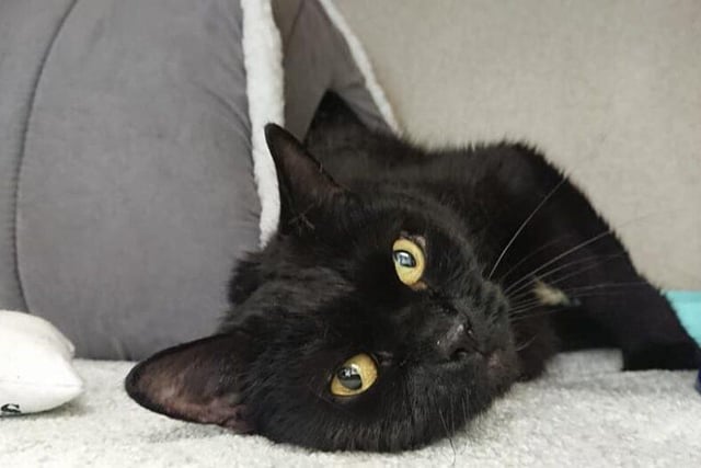 Ruby is a quiet girl, but with a little effort she is happy to make new friends. She loves company so would like an owner who can spend at least part of the day with her. She is looking for a quiet and relaxed home.