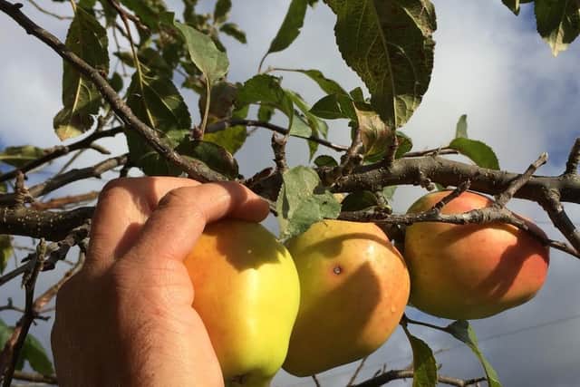 Sheffield Fruit Trees wants to put a fruit tree on every street corner and has launched a fundraiser to help it produce even more fruit across the city