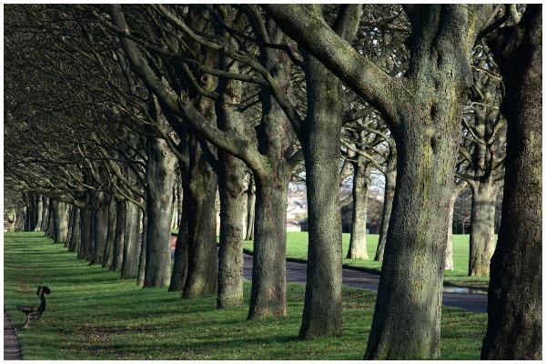 Temple Newsam offers plenty of green space for your dog to run loose. The only places where your dog needs to be on its lead is in the courtyard and the gardens.