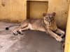 Yorkshire Wildlife Park: Race against time to save four war traumatised Ukrainian lions