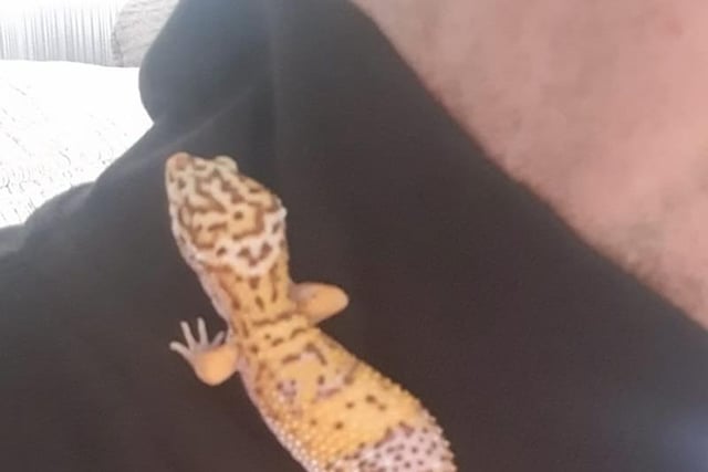 Richard Bell shared this picture of Tiki, his leopard gecko