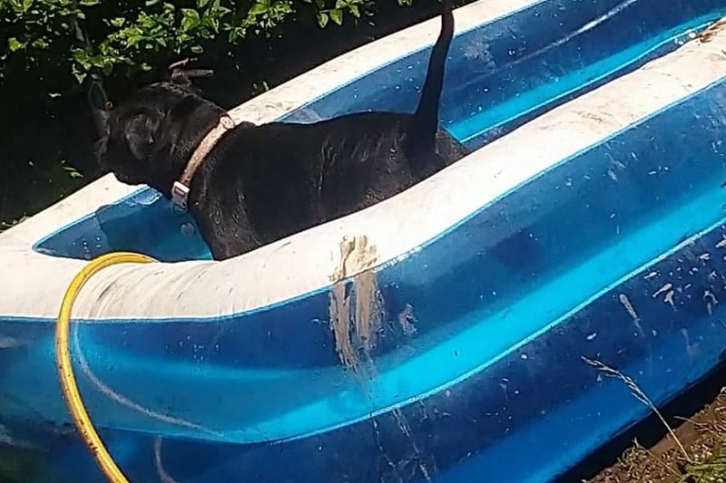 Cat Wilson's Staffie, Lola, is lucky enough to have her own pool. Sharing her tips for keeping her pet cool, Cat writes: "A good session chasing the hose, letting her flake out in front of the fan."
