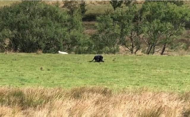 Two teenage boys are convinced they saw a big cat during a camping trip in the Peak District