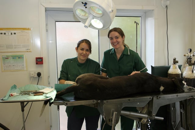 Staff at Spire vets working on a patient in 2009