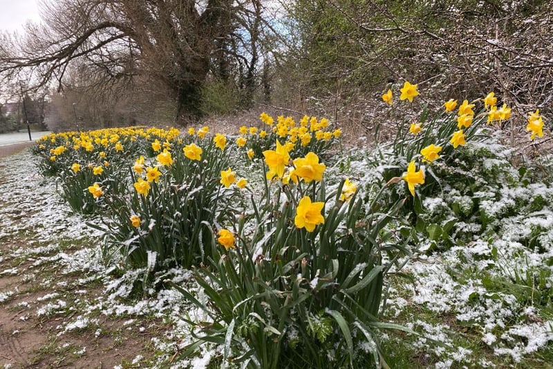 Snow covers the daffodils near Somersall Park, Chesterfield