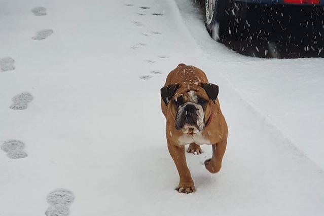 This dog seems to be enjoying the snow. Sent in by Laura Anne Simon.