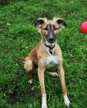 This one-year-old male neutered lurcher could not live with cats, dogs or children.