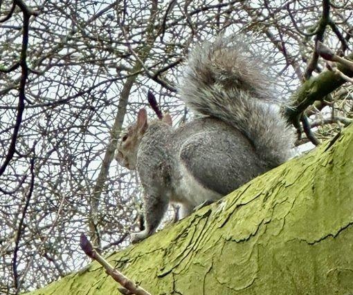 Squirrel spotted by @JohnH14458271