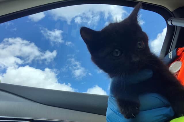 This cute kitten is probably down to eight lives – after being rescued by National Highways after it went for a walkabout on the  M18 motorway in South Yorkshire. Picture: National Highways