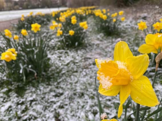 Snow covered daffodils in Derbyshire on Easter Monday